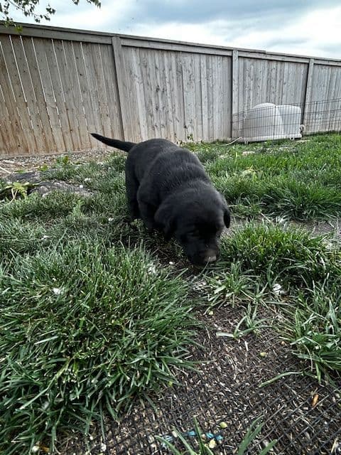 Labrador Retriever Puppies media 30