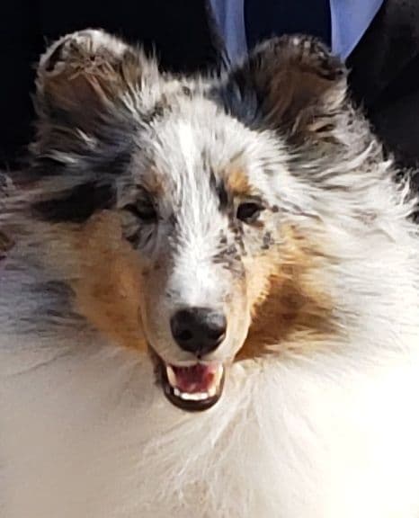 Shetland Sheepdog Puppies breeder image 2