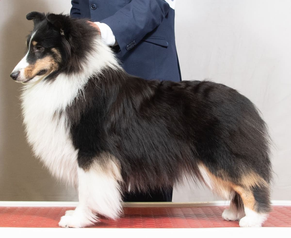 Shetland Sheepdog Puppies breeder image 4