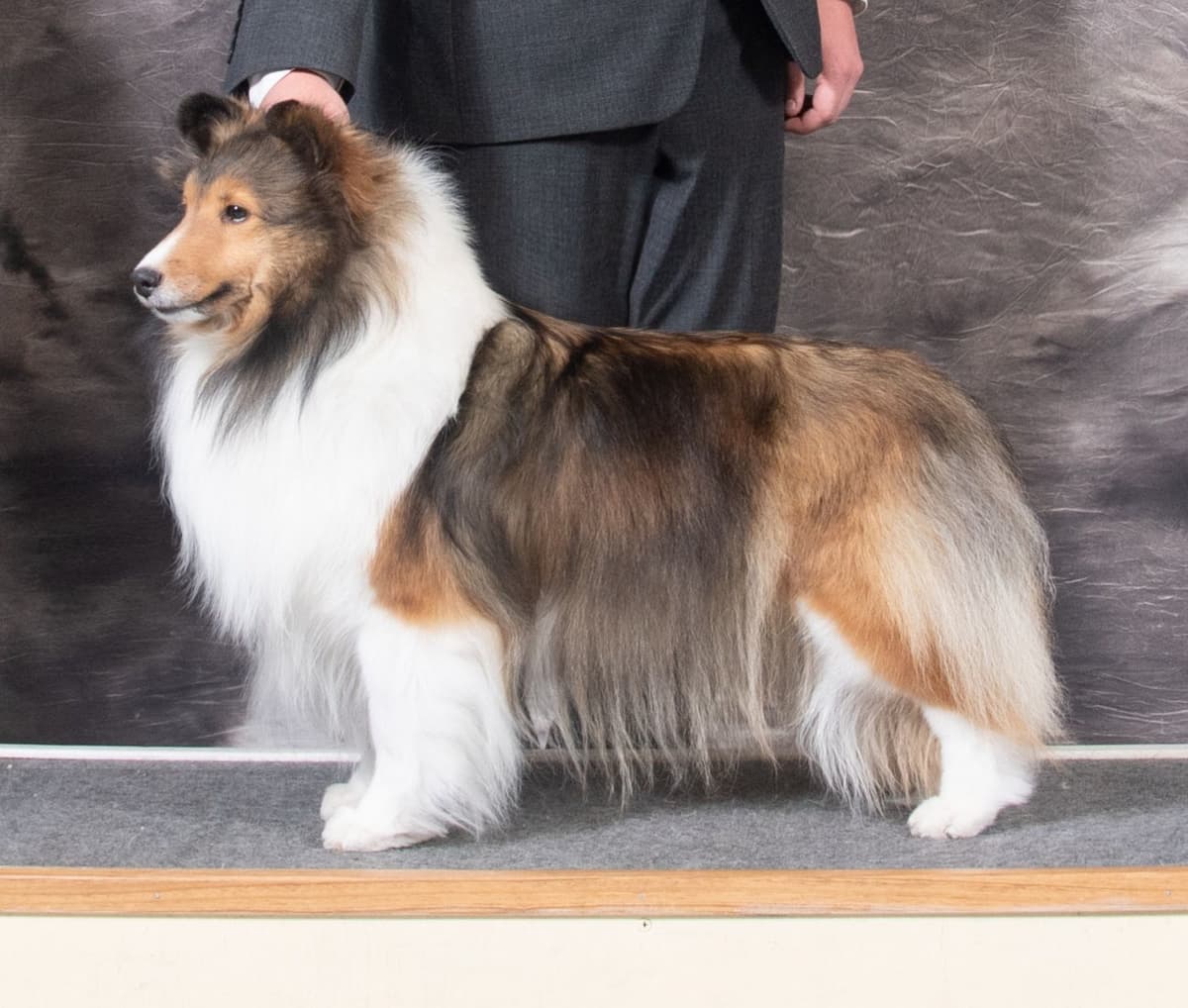 Shetland Sheepdog Puppies breeder image 1