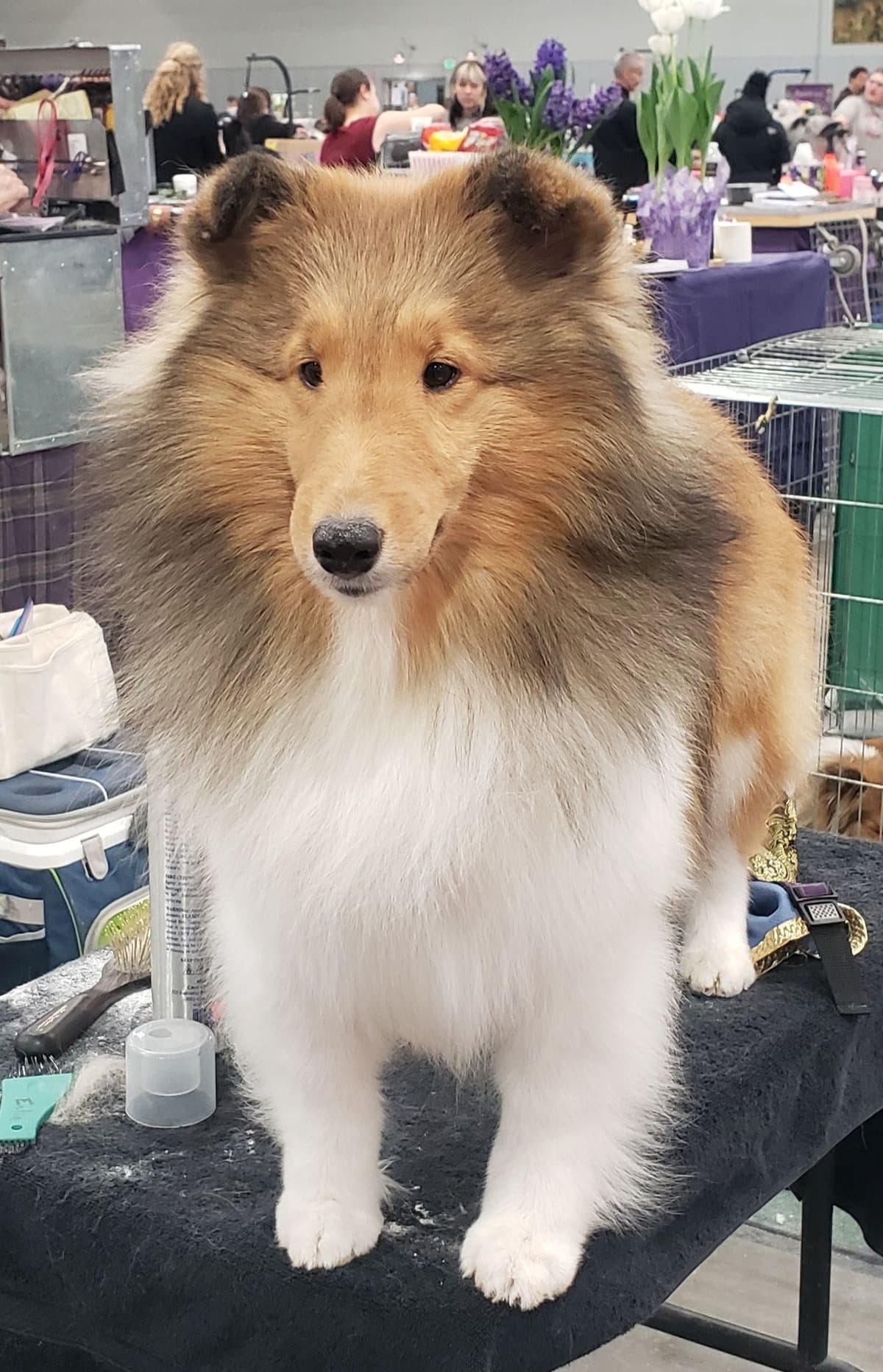 Shetland Sheepdog Puppies breeder image 6