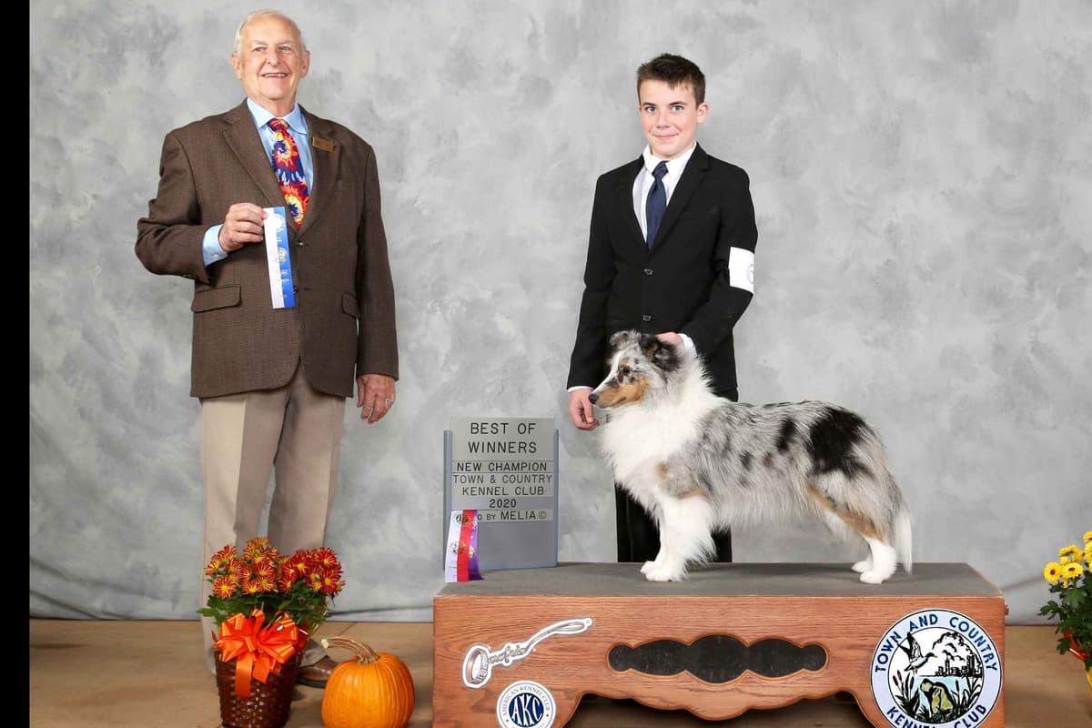Shetland Sheepdog Puppies breeder image 5
