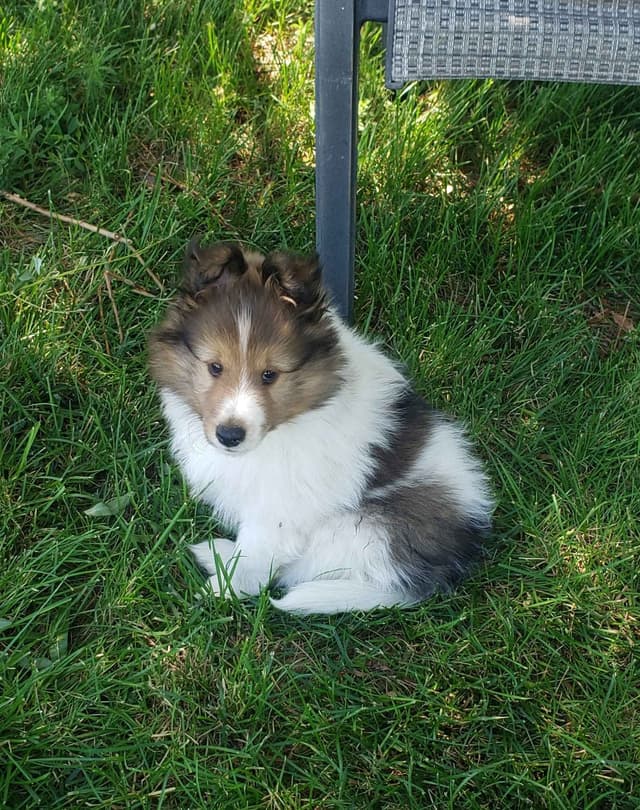 Shetland Sheepdog Puppies media 5