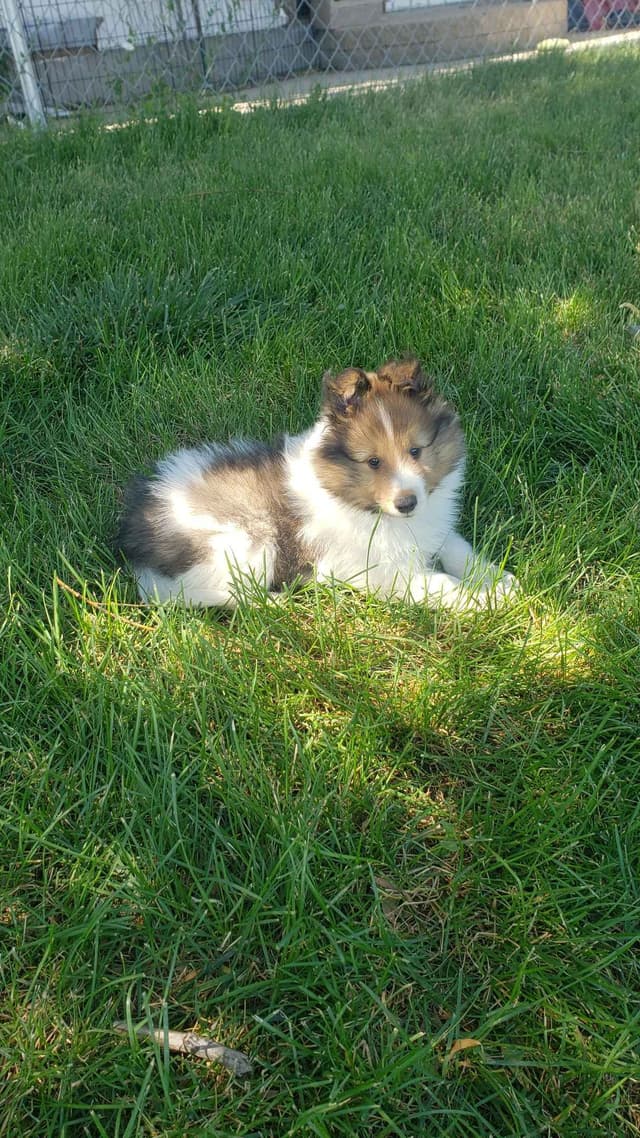Shetland Sheepdog Puppies media 4