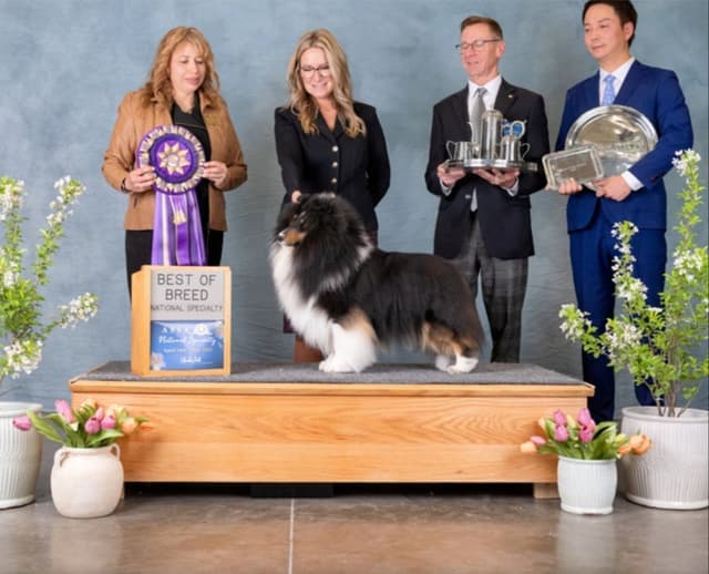 Shetland Sheepdog Puppies media 11