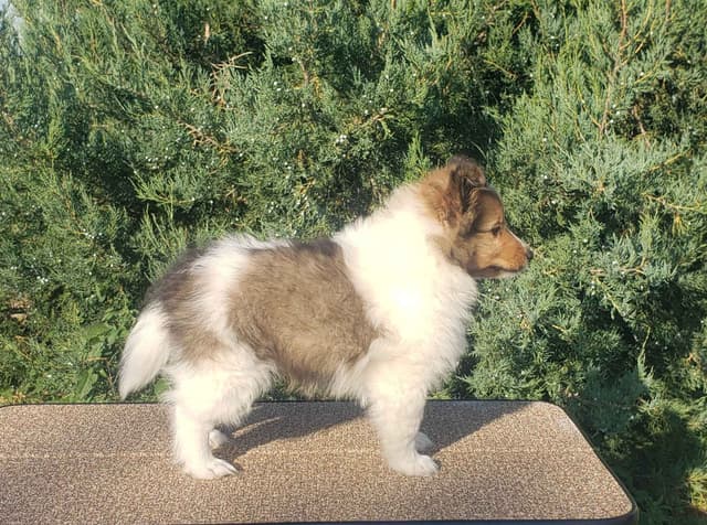 Shetland Sheepdog Puppies media 3
