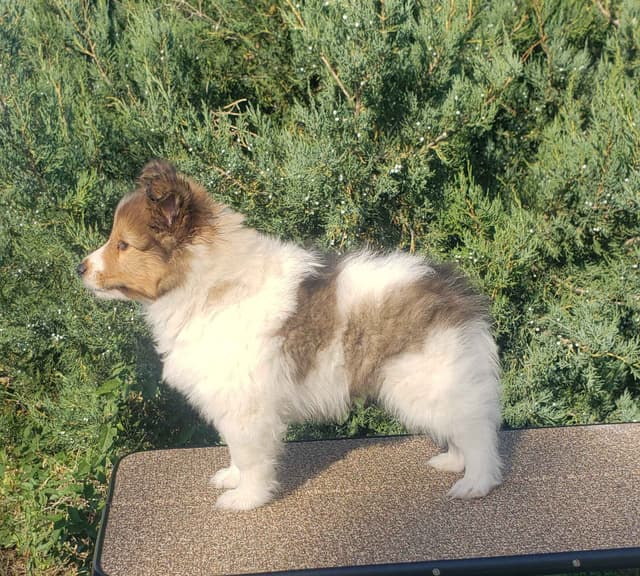 Shetland Sheepdog Puppies media 2