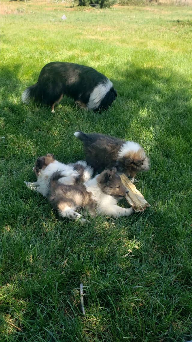 Shetland Sheepdog Puppies media 7
