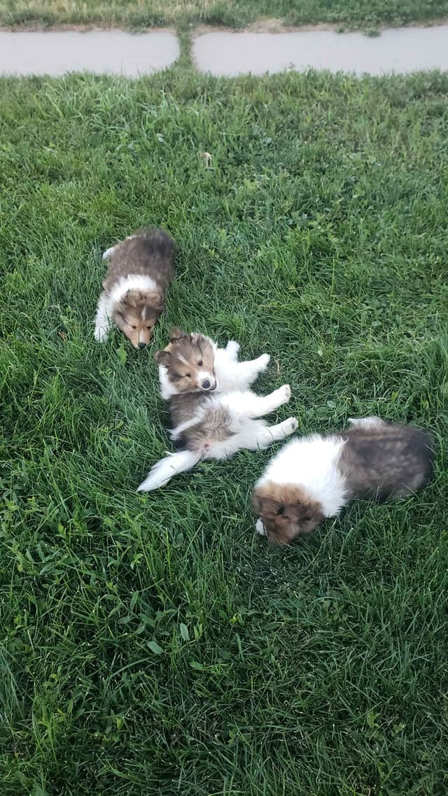 Shetland Sheepdog Puppies media 8