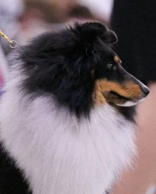 Shetland Sheepdog Puppies breeder image 7