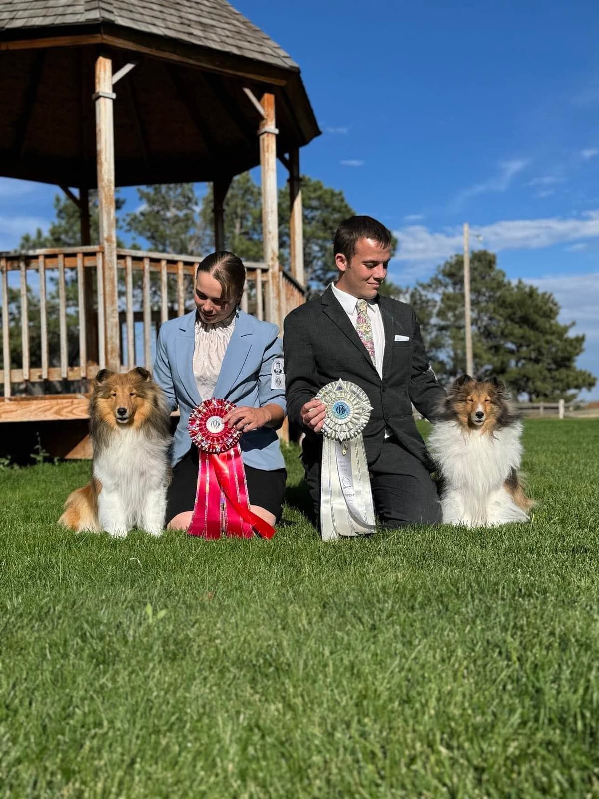 Shetland Sheepdog Puppies breeder image 9