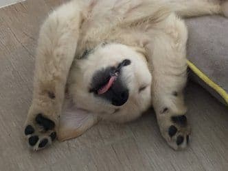 Golden Retriever Puppies breeder image 1