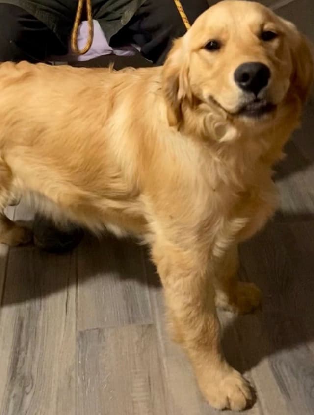 Golden Retriever Puppies media 2