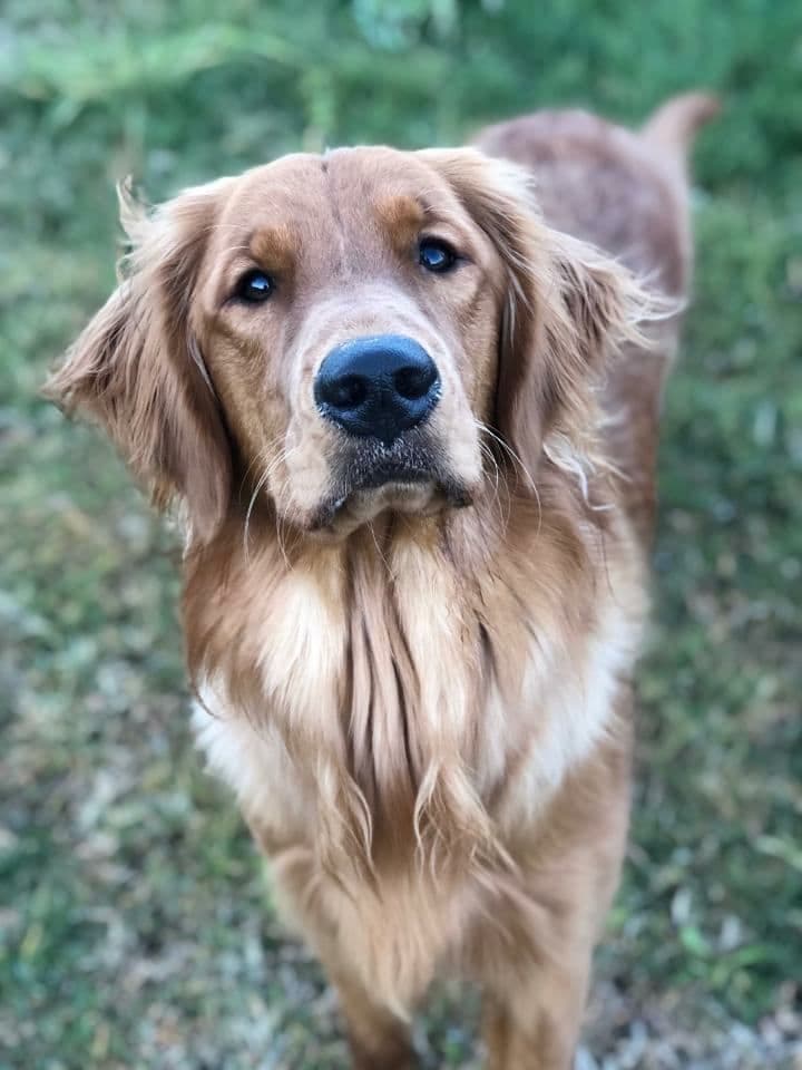 Golden Retriever Puppies breeder image 1