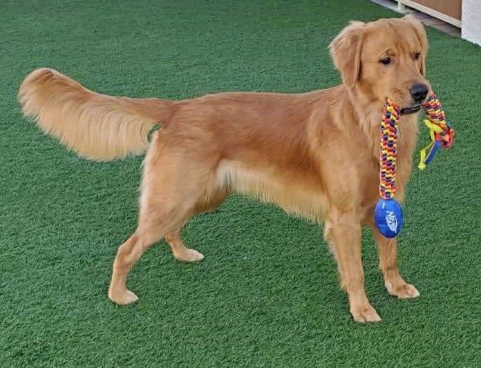 Golden Retriever Puppies breeder image 2