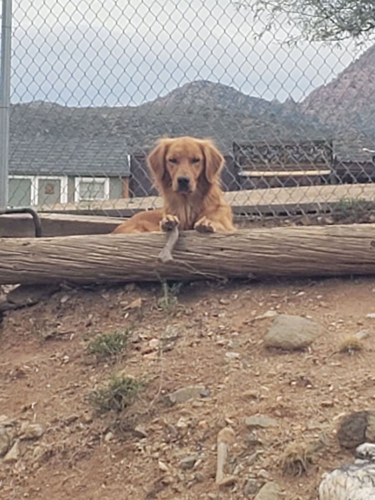 Golden Retriever Puppies breeder image 6