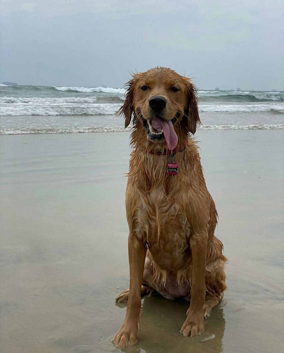 Golden Retriever Puppies breeder image 7