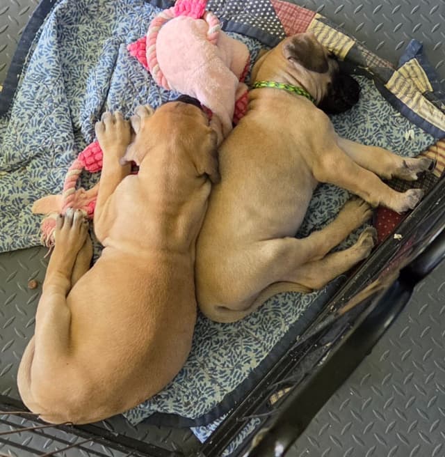 Great Dane Puppies media 11