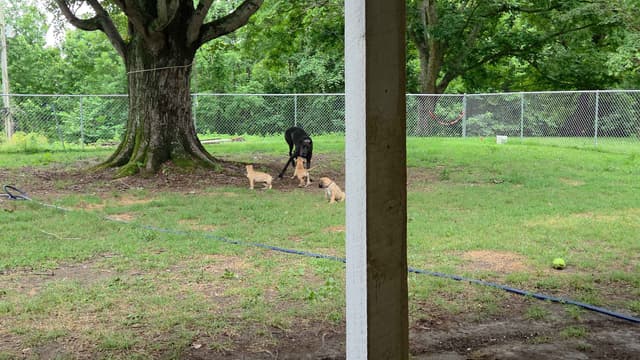 Great Dane Puppies media 7