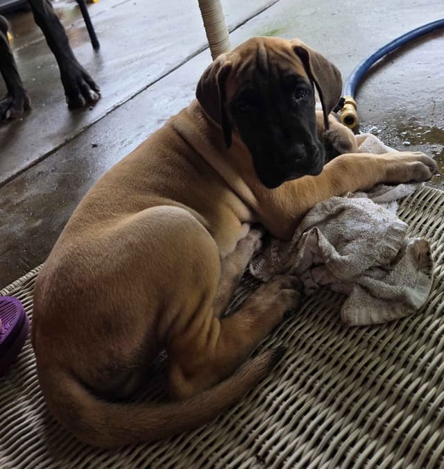 Great Dane Puppies media 3