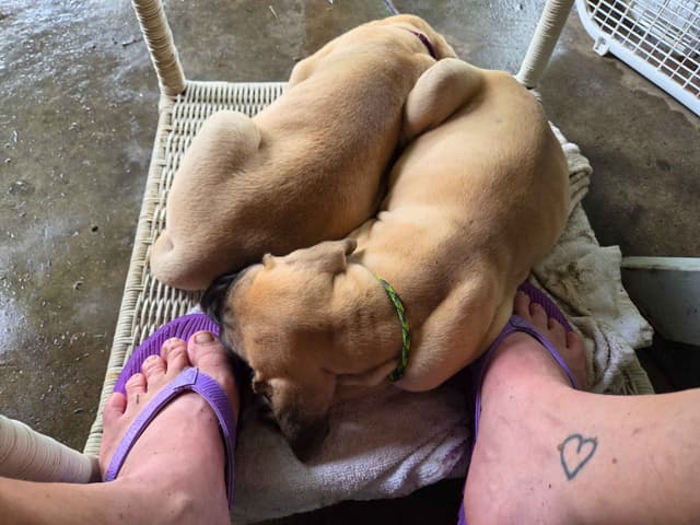 Great Dane Puppies media 4