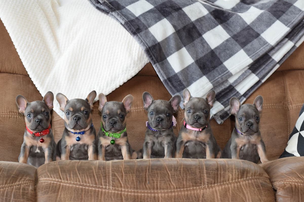 French Bulldog Puppies breeder image 1