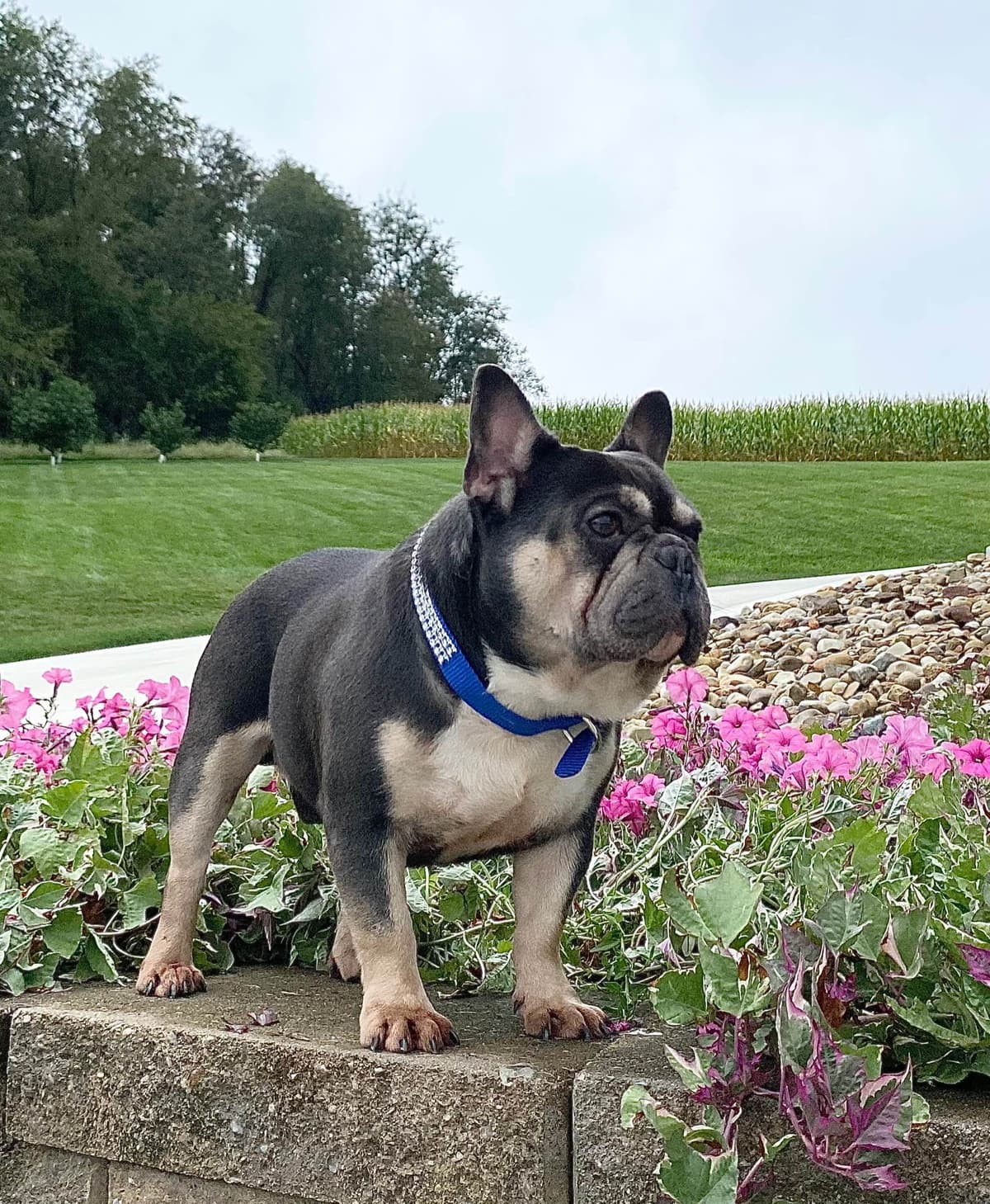 French Bulldog Puppies breeder image 2