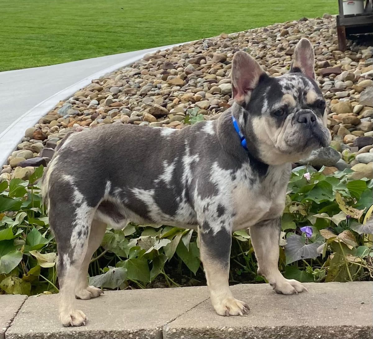 French Bulldog Puppies breeder image 3