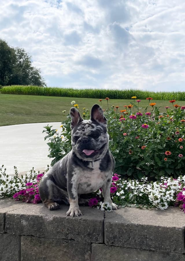 French Bulldog Puppies media 8