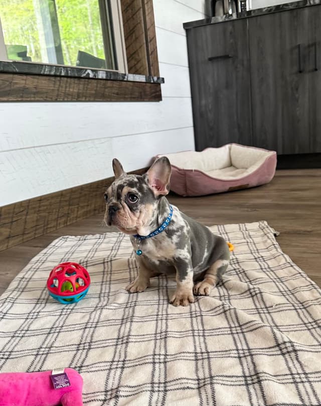 French Bulldog Puppies media 3