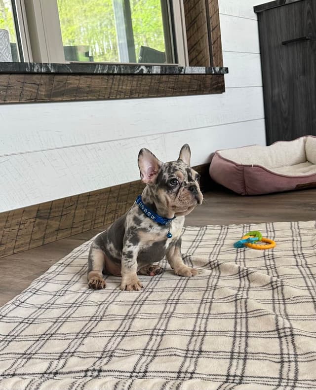 French Bulldog Puppies media 4