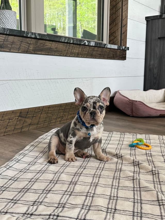 French Bulldog Puppies media 5