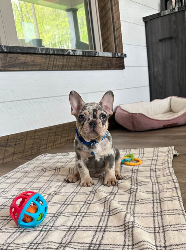 French Bulldog Puppies media 6
