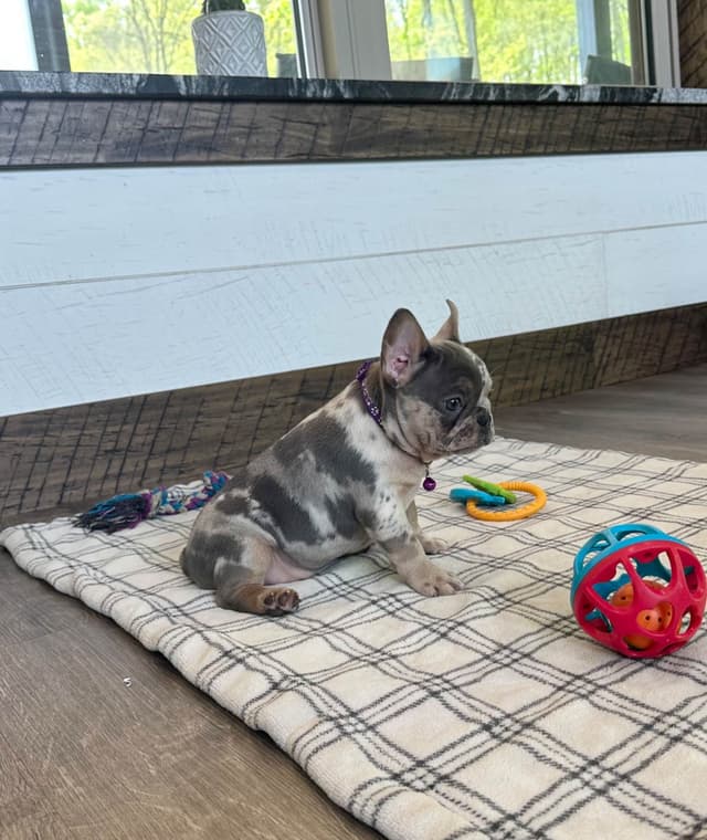 French Bulldog Puppies media 6
