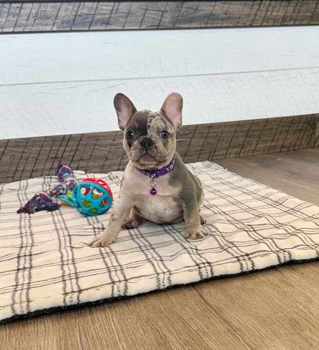 French Bulldog Puppies media 7