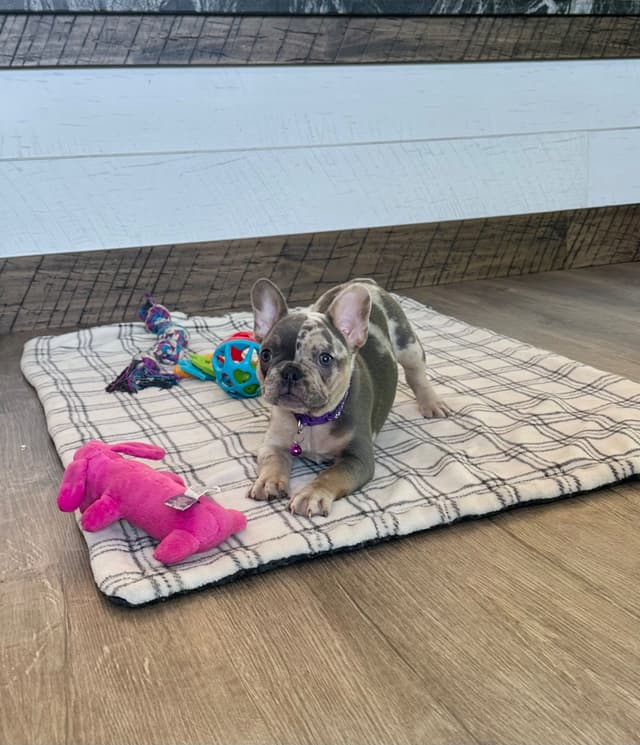 French Bulldog Puppies media 4