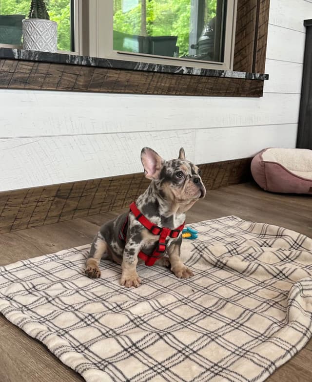 French Bulldog Puppies media 7