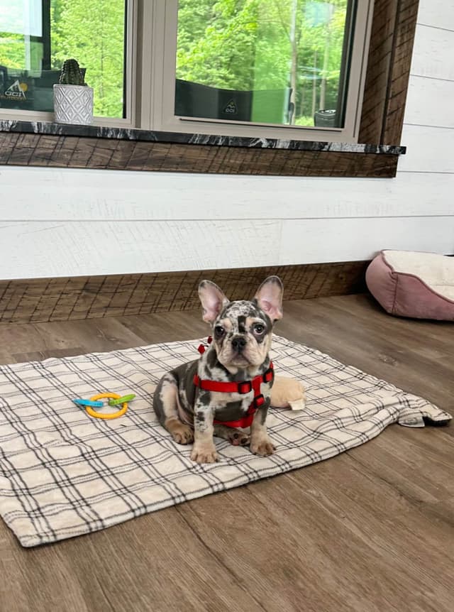 French Bulldog Puppies media 9