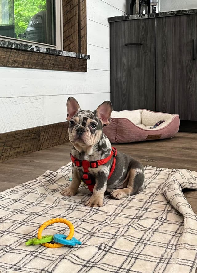 French Bulldog Puppies media 10