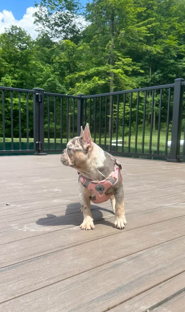 French Bulldog Puppies media 2