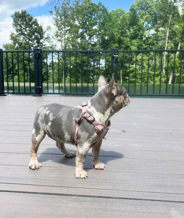 French Bulldog Puppies media 3