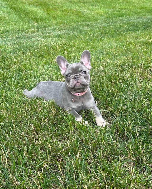 French Bulldog Puppies media 3