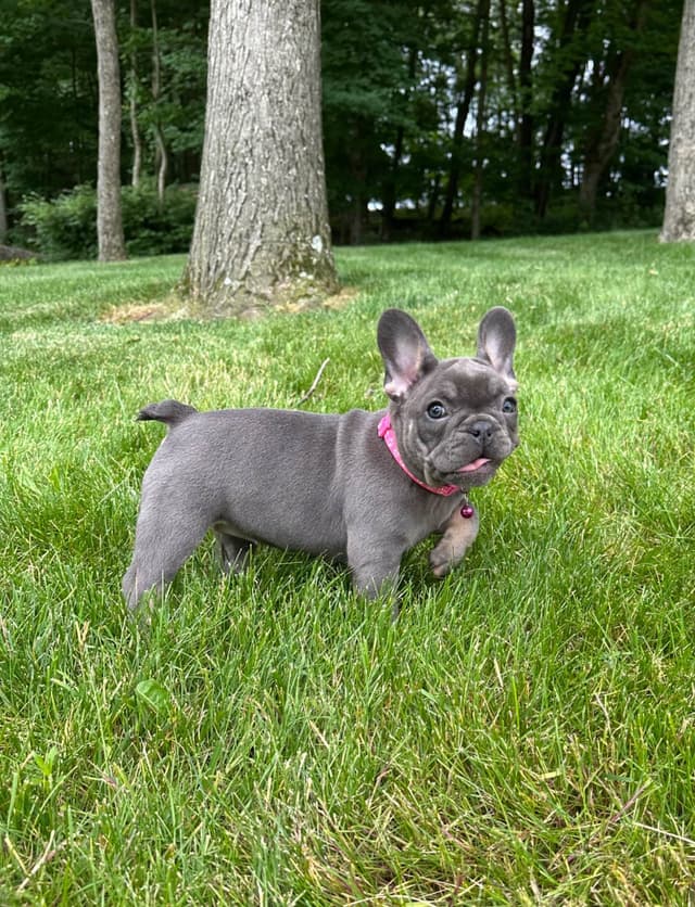 French Bulldog Puppies media 4