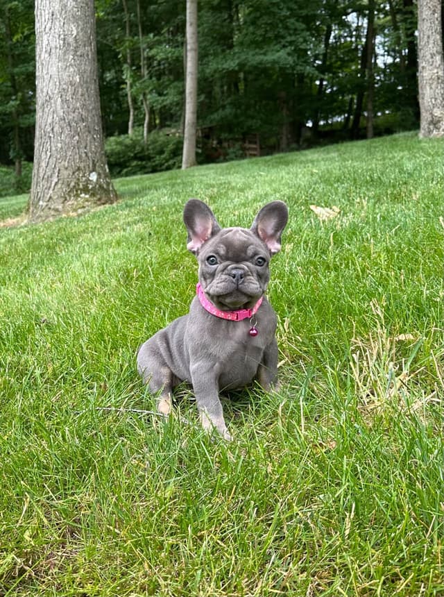 French Bulldog Puppies media 2