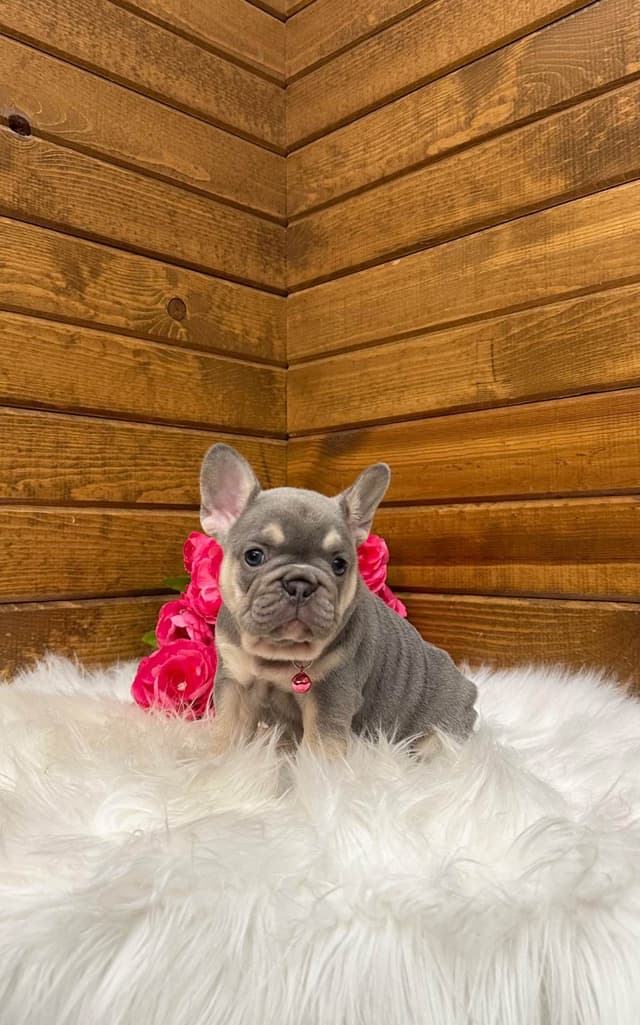 French Bulldog Puppies media 2