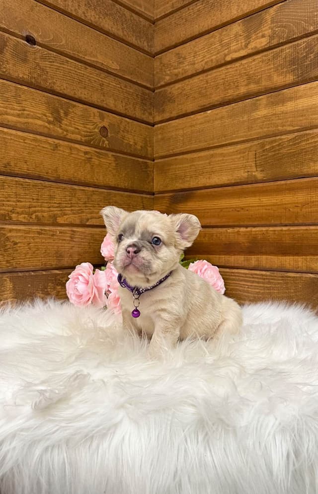 French Bulldog Puppies media 3