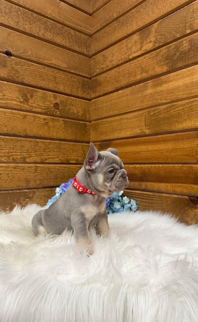 French Bulldog Puppies media 5