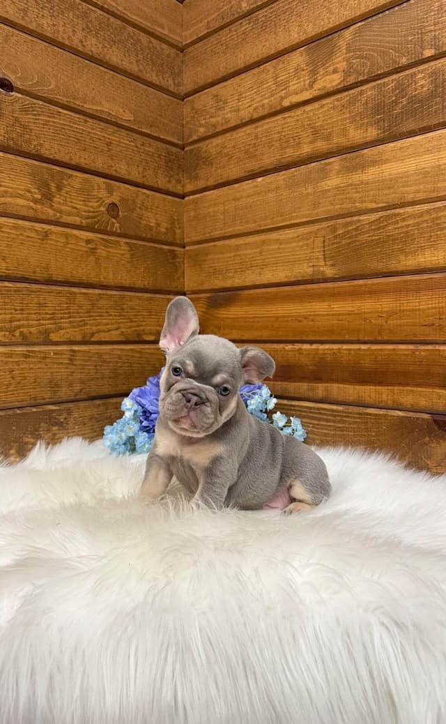 French Bulldog Puppies media 6