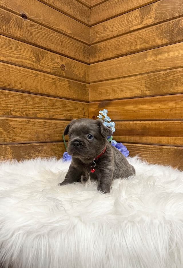 French Bulldog Puppies media 4