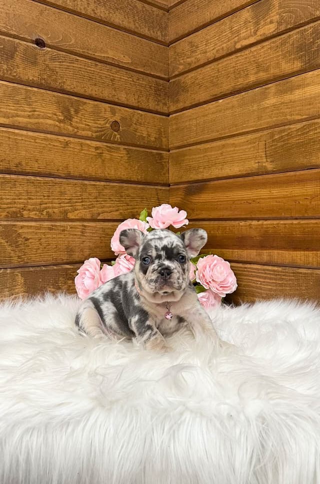 French Bulldog Puppies media 14